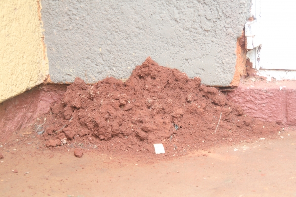 Termite Contracts (Pvt) Ltd